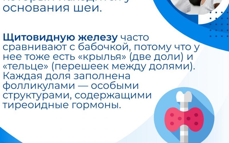 щитовидная железа